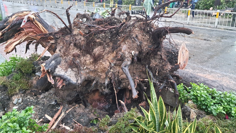 Cây cổ thụ cao hàng chục mét đổ đè người đàn ông trên phố Sài Gòn - 3 Cây cổ thụ cao hàng chục mét đổ đè người đàn ông trên phố Sài Gòn - 3