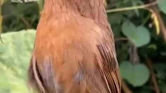 Tiếng hót của loài chim họa mi được nhiều người yêu thích