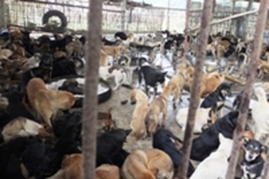 Thanh Hóa: 5 xã có dịch chó dại