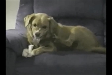 Chú chó gây sự với… chân của chính mình