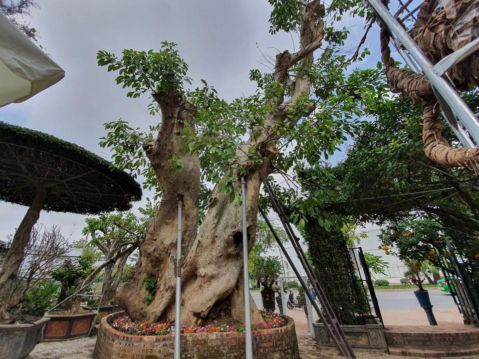 “Siêu” sung cổ thụ, chủ vườn rao bán 1,2 tỷ đồng “miễn mặc cả” gây xôn xao Hà Nội - 2 “Siêu” sung cổ thụ, chủ vườn rao bán 1,2 tỷ đồng “miễn mặc cả” gây xôn xao Hà Nội - 2