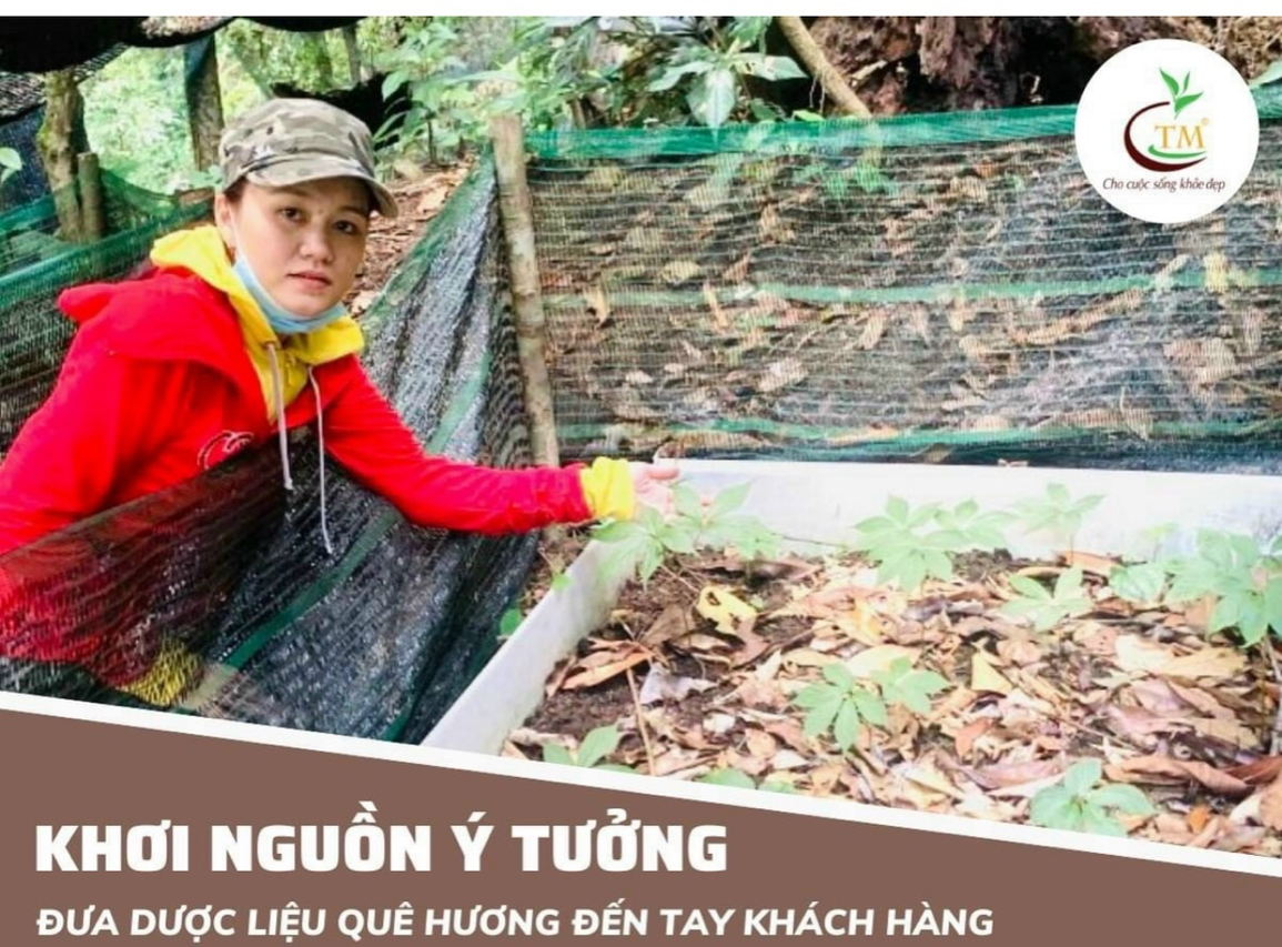 Sâm Ngọc  Linh Quốc Bảo Việt Nam - cẩn thận tránh tiền mất tật mang - 3 Sâm Ngọc  Linh Quốc Bảo Việt Nam - cẩn thận tránh tiền mất tật mang - 3