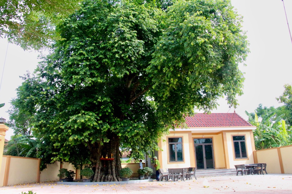 Ngắm cụ thị gần 500 năm tuổi vẫn xanh tươi, sừng sững - 1 Ngắm cụ thị gần 500 năm tuổi vẫn xanh tươi, sừng sững - 1
