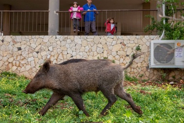 Đường xá vắng tanh vì Covid-19, lợn rừng "ngang nhiên" dạo phố