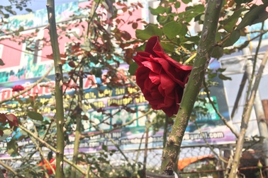 Độc đáo thú chơi hoa hồng cổ có giá hàng chục triệu đồng