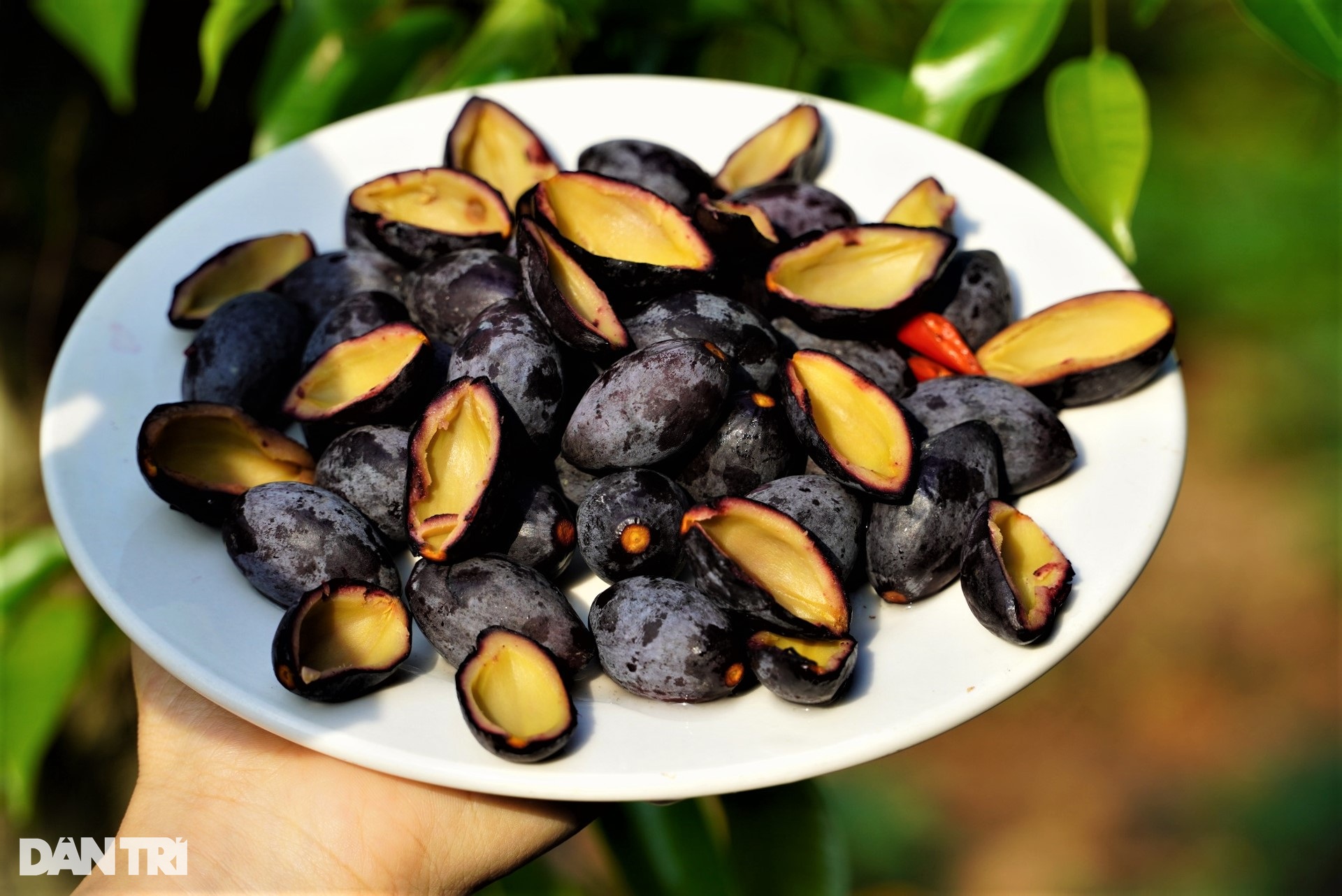 Làm xiếc trên cây hái loại quả đen xì, đặc sản được săn lùng - 14 Làm xiếc trên cây hái loại quả đen xì, đặc sản được săn lùng - 14