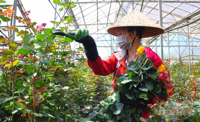 Hoa hồng Đà Lạt tiêu thụ mạnh, giá cao dịp Quốc tế Phụ nữ - Ảnh 3. Hoa hồng Đà Lạt tiêu thụ mạnh, giá cao dịp Quốc tế Phụ nữ - Ảnh 3.