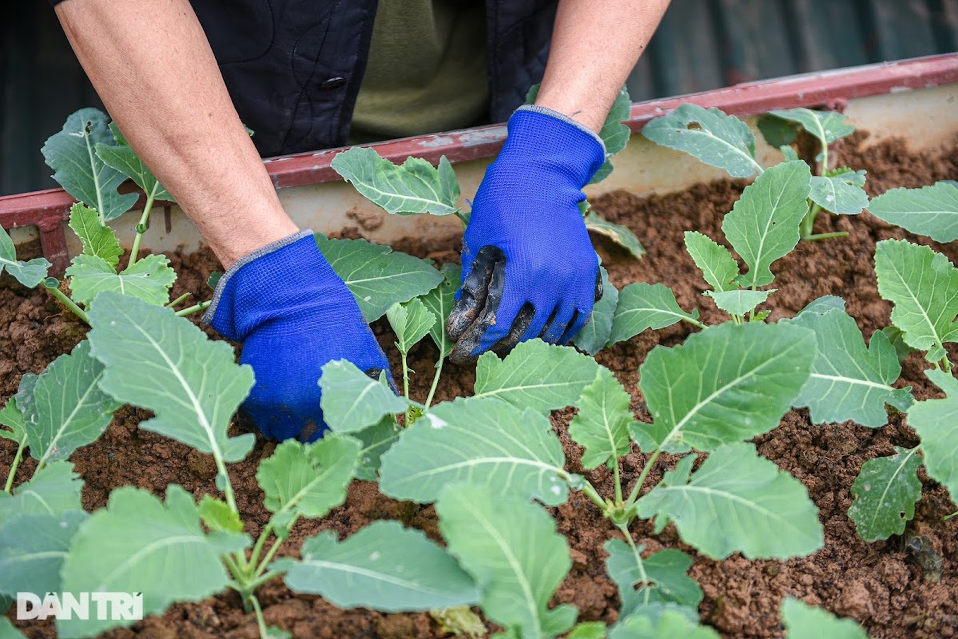 Ông bố ở Hà Nội chi 200 triệu đồng mang 10 tấn đất làm vườn sân thượng - 4 Ông bố ở Hà Nội chi 200 triệu đồng mang 10 tấn đất làm vườn sân thượng - 4