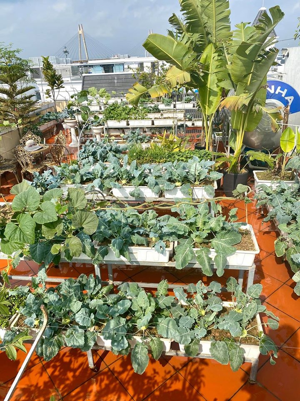 Mãn nhãn với vườn rau củ quả 4 mùa trên sân thượng 120m2 - 5 Mãn nhãn với vườn rau củ quả 4 mùa trên sân thượng 120m2 - 5