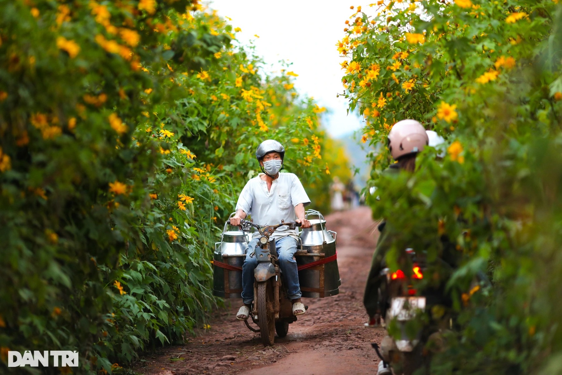 Hoa dã quỳ nở rộ cả sườn đồi, bạn trẻ đổ xô về ngoại ô Đà Lạt check-in - 26