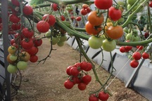 Dịch bệnh hoành hành, cà chua Đà Lạt tăng giá mạnh