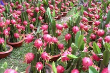 Thương lái Trung Quốc "núp bóng" doanh nghiệp trong nước thu mua thanh long