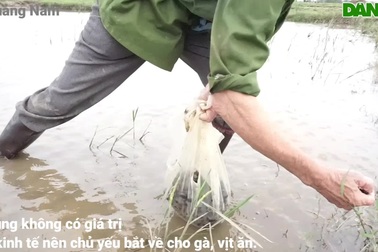 Nông dân rủ nhau đi nhặt ốc bươu vàng kiếm thêm thu nhập