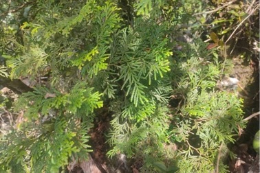 Tinh dầu bách xanh ở Pù Hoạt hé lộ tiềm năng quý trong y học và bảo tồn