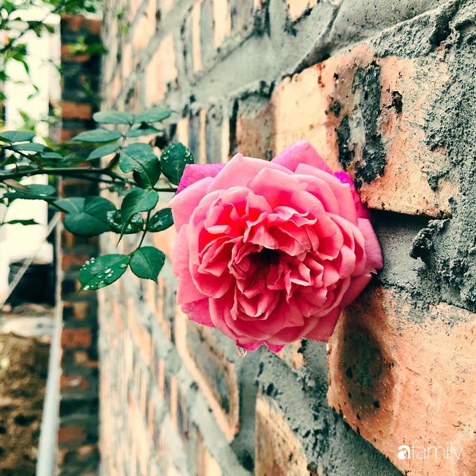 Khu vườn mang tên hạnh phúc của bà mẹ trẻ Hà Nội dành thời gian chăm chút vì muốn sống gần hơn với thiên nhiên - Ảnh 10. Khu vườn mang tên hạnh phúc của bà mẹ trẻ Hà Nội dành thời gian chăm chút vì muốn sống gần hơn với thiên nhiên - Ảnh 10.