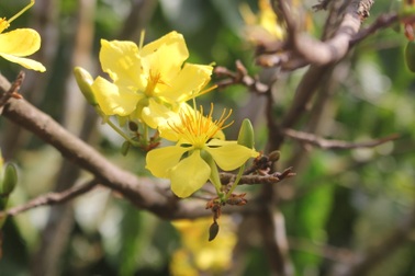 Gia Lai: Cận Tết, người J'rai rộn ràng kiếm tiền từ rừng mai vàng