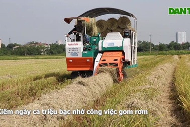 Kiếm mỗi ngày cả triệu đồng nhờ việc gom rơm