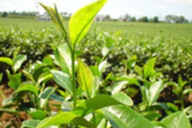 Chuyển Tổng công ty Chè sang mô hình công ty mẹ-con