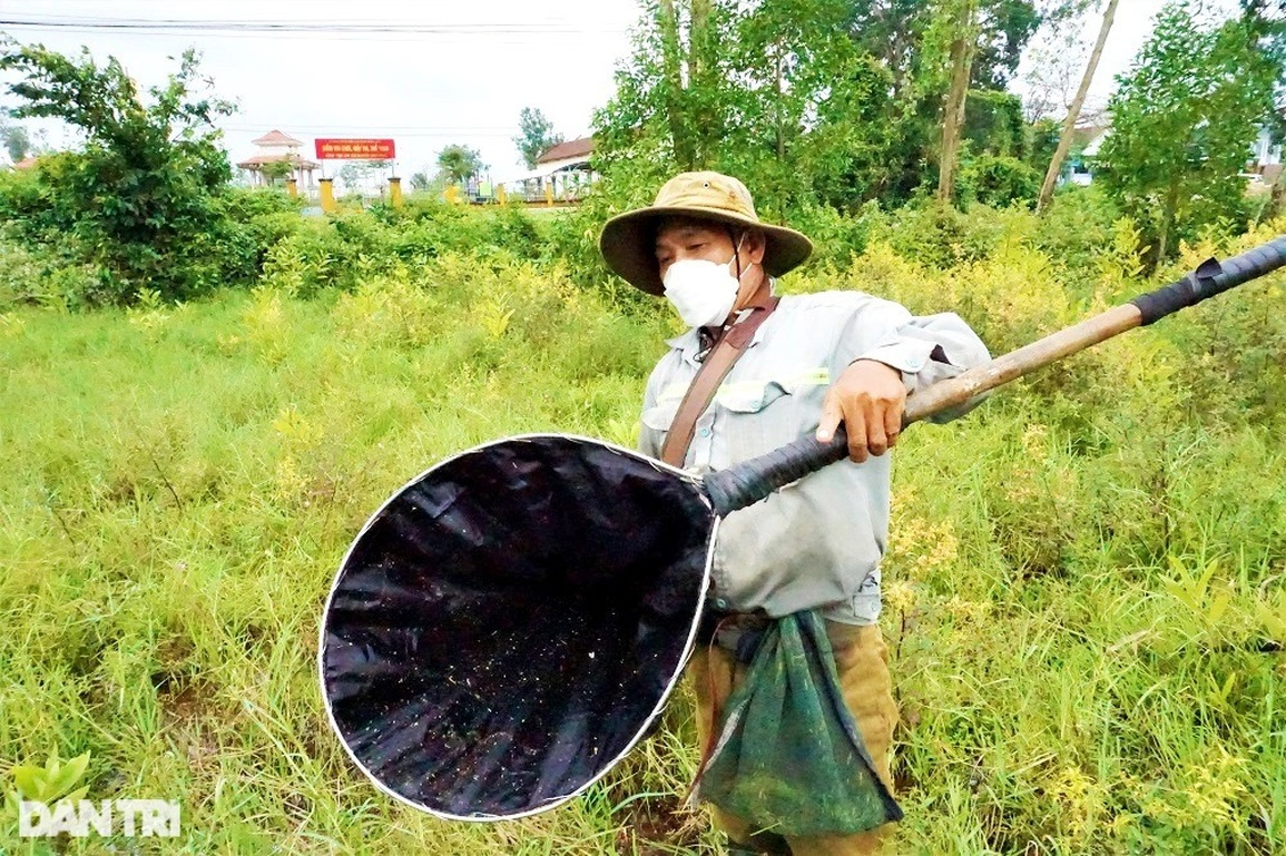 Theo chân thợ săn cào cào, châu chấu đỉnh có tiếng ở Đà thành - 5 Theo chân thợ săn cào cào, châu chấu đỉnh có tiếng ở Đà thành - 5