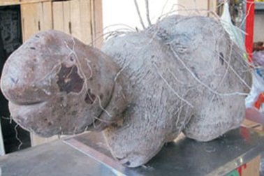 Củ khoai 9kg hình cụ rùa được trả giá 1 triệu đồng