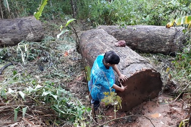 Người đàn ông bị gỗ lậu “khủng” đè tử vong trong rừng sâu