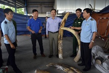 Tiếp tục phát hiện hơn nửa tấn ngà voi buôn lậu qua cảng Cát Lái