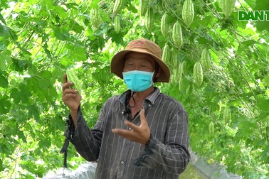 "Con đường khổ qua" vạn người mê của lão nông miền Tây