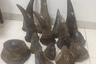 Xét xử trùm buôn lậu sừng tê giác từ Châu Phi về Việt Nam