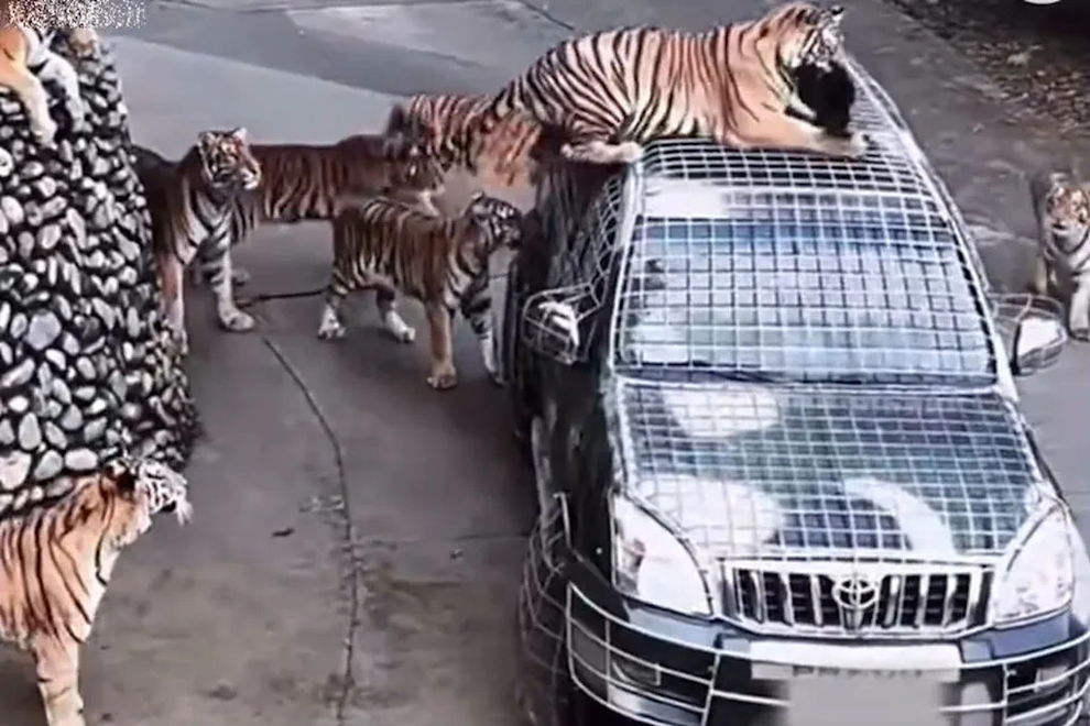 Zoo söker personer med stark anda för att mata tigrar, lön 185 miljoner VND/månad - 1 Vườn thú tìm người có tinh thần thép cho hổ ăn, lương 185 triệu đồng/tháng - 1
