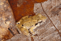 Loài ếch răng nanh nhỏ nhất thế giới, chỉ nặng tương đương một đồng xu