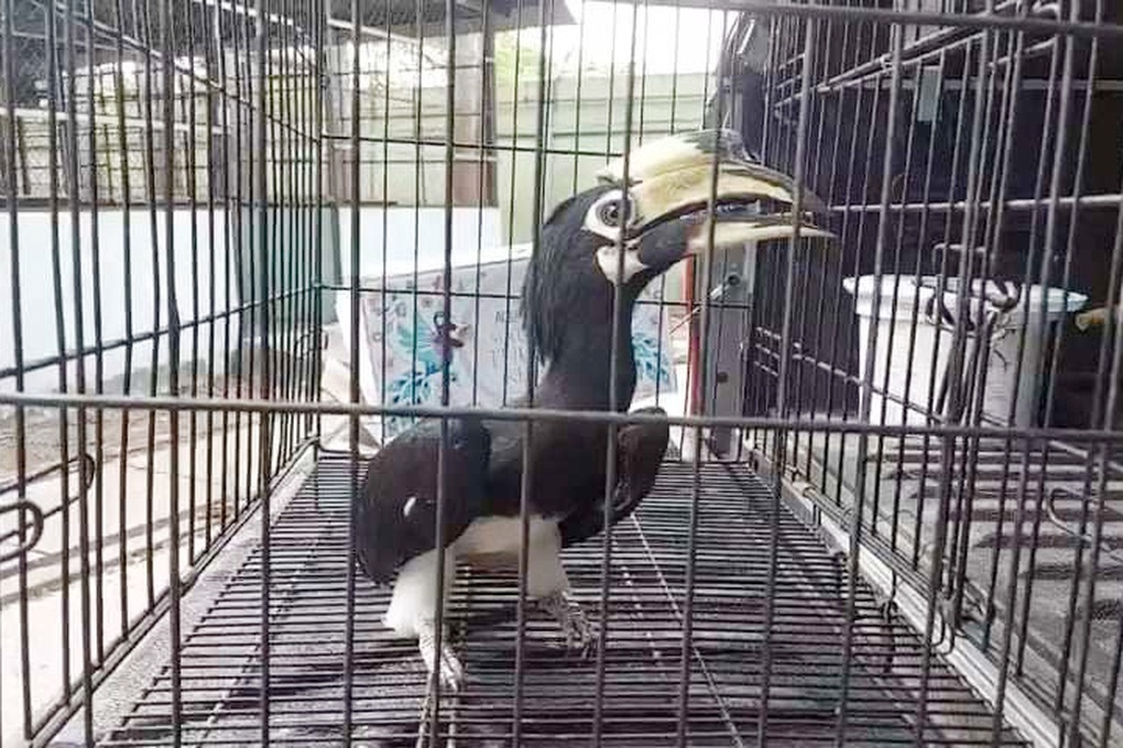 Chim cao cát bụng trắng quý hiếm đậu trên vỉa hè ở TPHCM - 1 Chim cao cát bụng trắng quý hiếm đậu trên vỉa hè ở TPHCM - 1
