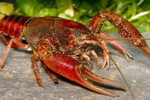 Công an cảnh báo hành vi lôi kéo kinh doanh, buôn bán tôm hùm đất