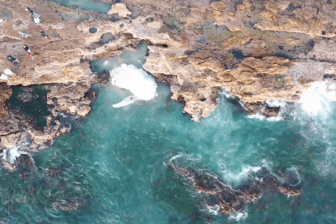 Khoảnh khắc bầy cá mập trắng dài 5m lao tới tranh giành nhau xác cá voi