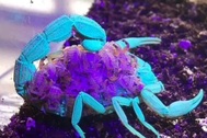 Kỳ lạ bọ cạp nâu chuyển màu xanh tím dưới tia UV