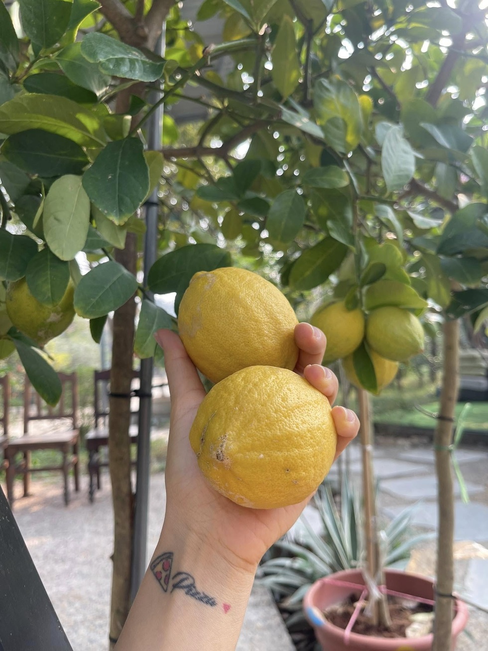 Trốn khói bụi, giám đốc ở Hà Nội về quê làm vườn 3.500m2 ngập hoa trái - 10