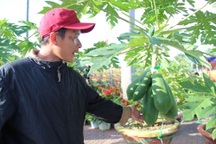 "Giật mình" mức giá 3 triệu một cây đu đủ cảnh chơi Tết