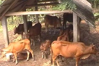 Để chăn nuôi trở thành hàng hóa của miền núi