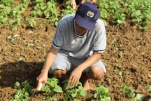 Tâm sự của nam sinh Kinh tế bằng giỏi về quê trồng rau, nuôi lợn