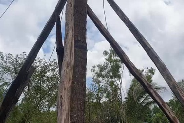 Cây dừa có 14 đọt, giá180 triệu đồng không bán.