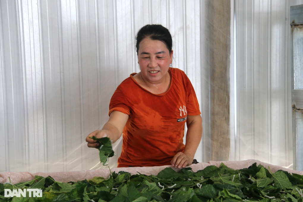 Using mosquito nets to raise silkworms, farmers freely earn millions of dollars every day - 5
