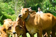 Nam nông dân gắn thiết bị đặc biệt cho đàn bò