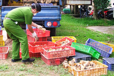 Tuồn hơn 13.000 con gia cầm giống vào Việt Nam trong một đêm