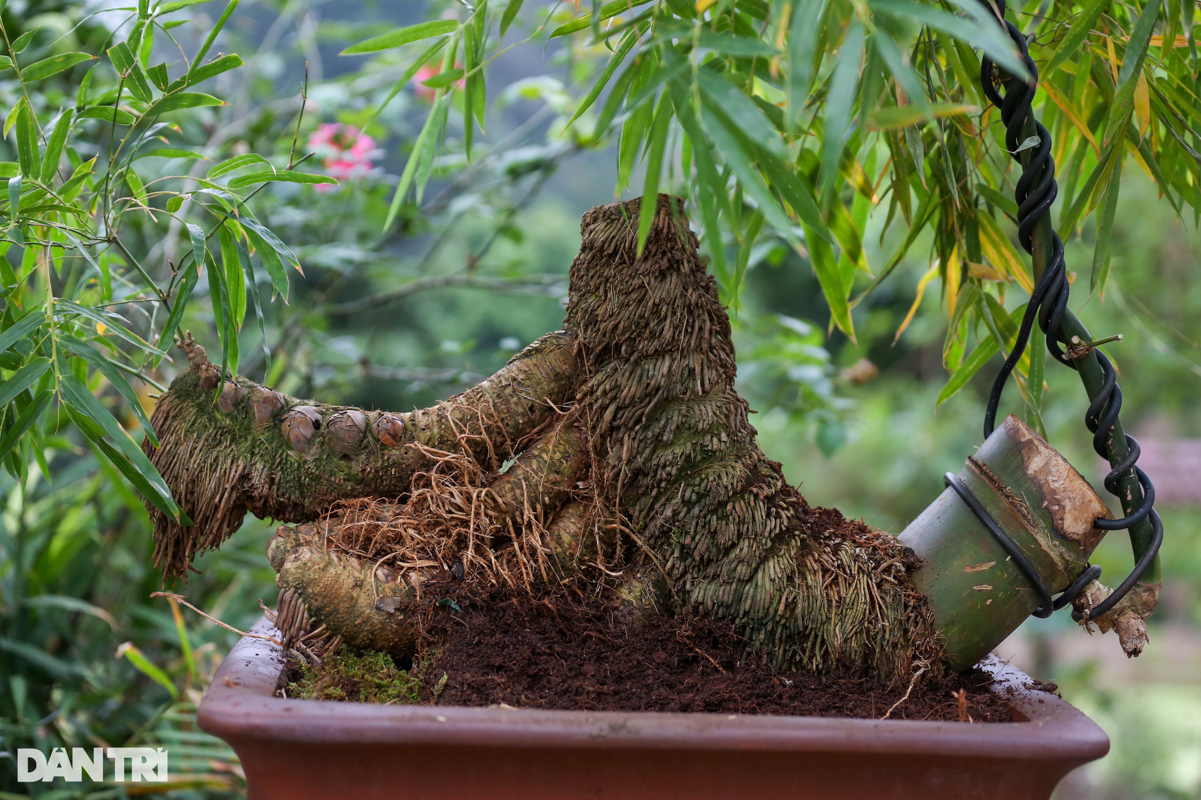 Gặp chủ nhân chậu tre bonsai đặt trong tiệc trà Tổng Bí thư - 3