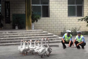 Cảnh sát Trung Quốc nuôi ngỗng để chống trộm