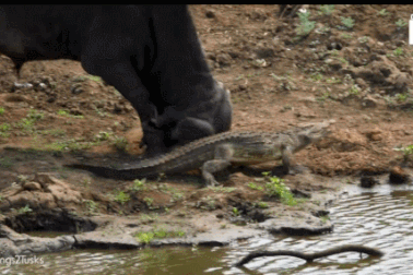 Trâu rừng trừng phạt cá sấu vì tội… chặn đường