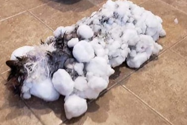 Chú mèo may mắn bất ngờ “tái sinh” sau khi bị… đông cứng