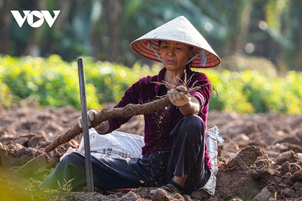 Hà Nội: Cực nhọc đào loại củ trồng vạ vật cũng ra tiền ở bãi giữa sông Hồng - 10 Hà Nội: Cực nhọc đào loại củ trồng vạ vật cũng ra tiền ở bãi giữa sông Hồng - 10