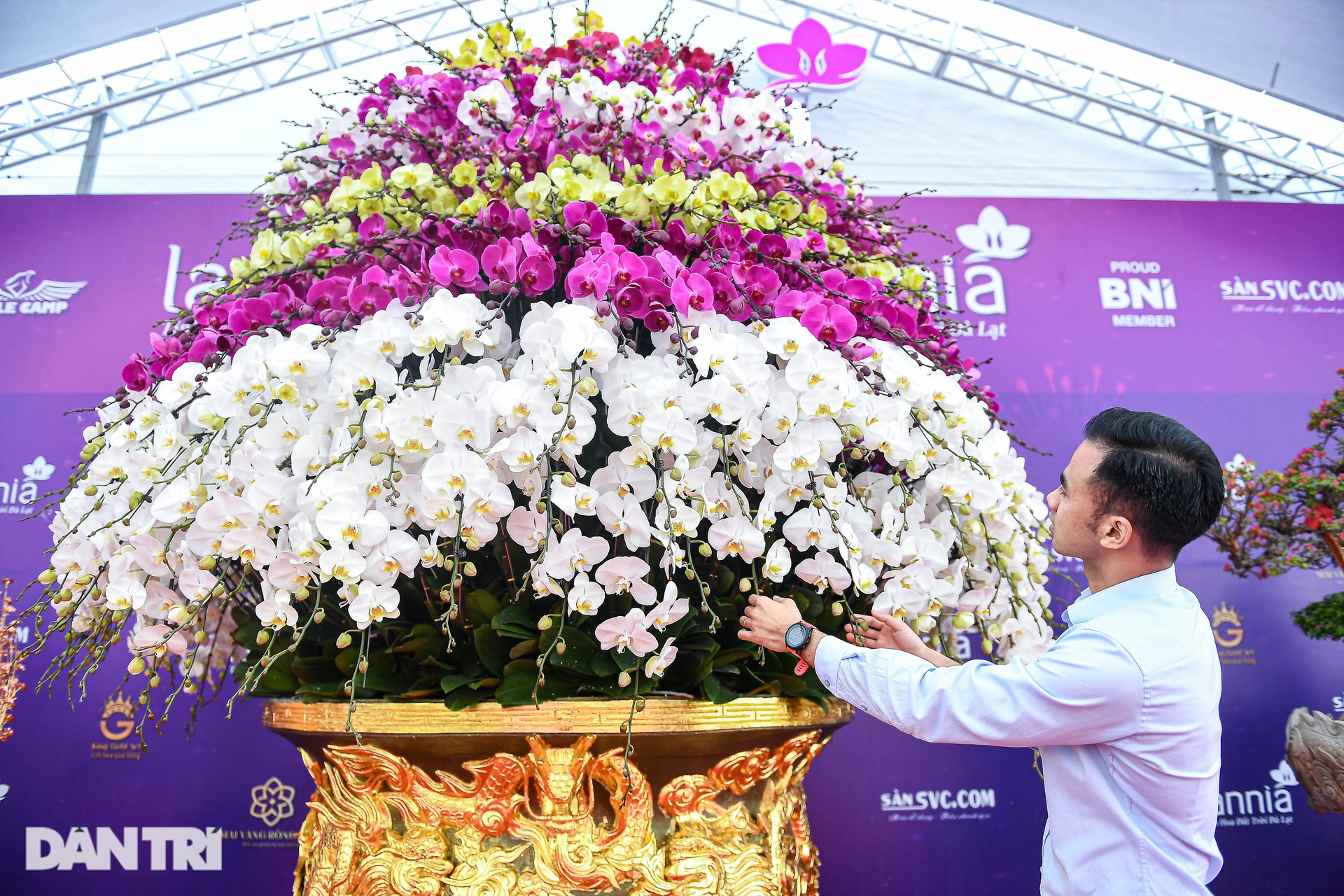 Chậu lan hồ điệp 9 tầng hoa được hét giá hơn 3,8 tỷ đồng ở Hà Nội - 4 Chậu lan hồ điệp 9 tầng hoa được hét giá hơn 3,8 tỷ đồng ở Hà Nội - 4