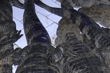 Hơn 14.000 con cá sấu tỉnh giấc sau kỳ ngủ đông