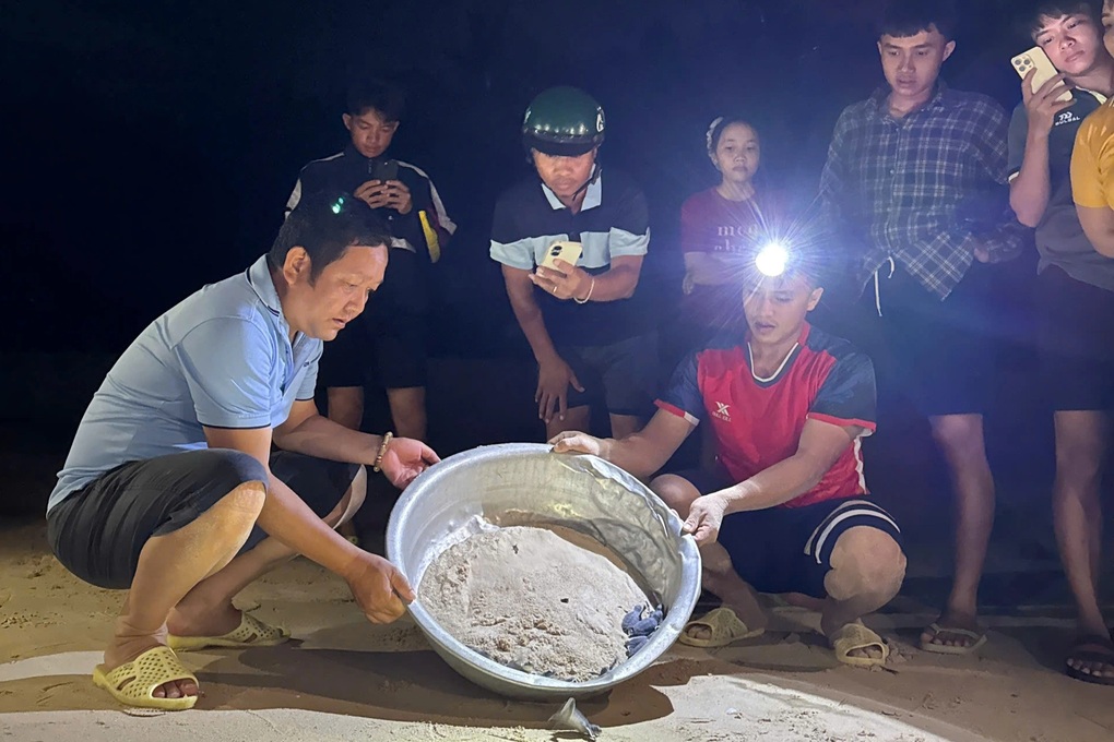Người dân thích thú xem rùa con chào đời trong đêm - 1 Người dân thích thú xem rùa con chào đời trong đêm - 1